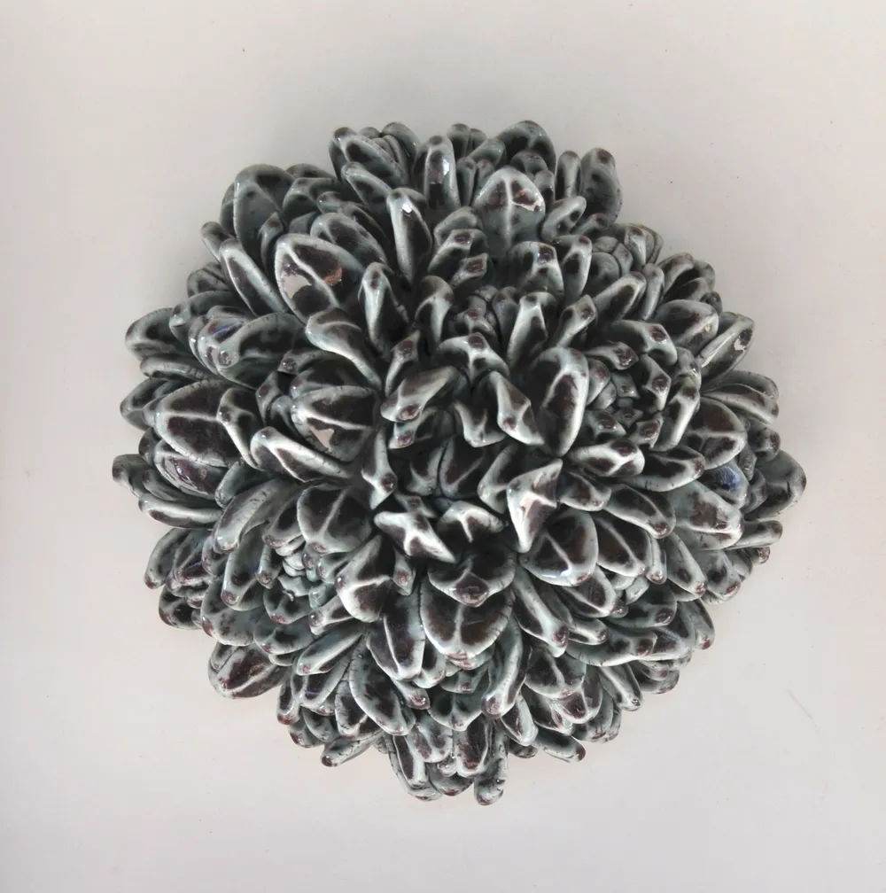 A round wall cluster of dark slate-glazed echeveria buds, their leaf edges frosted white.