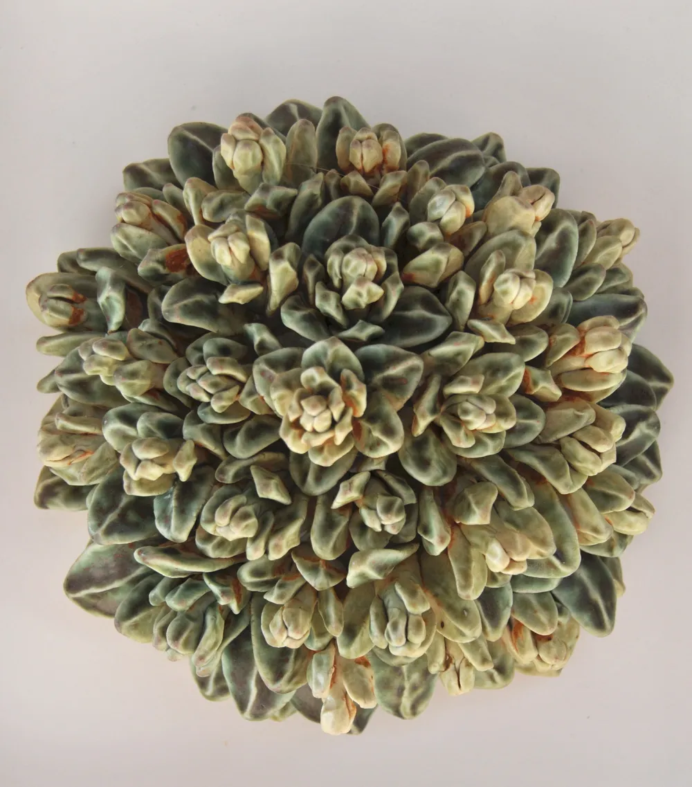 A round wall cluster of sage-green matte echeveria rosettes with rust-edged cream buds at their tips.