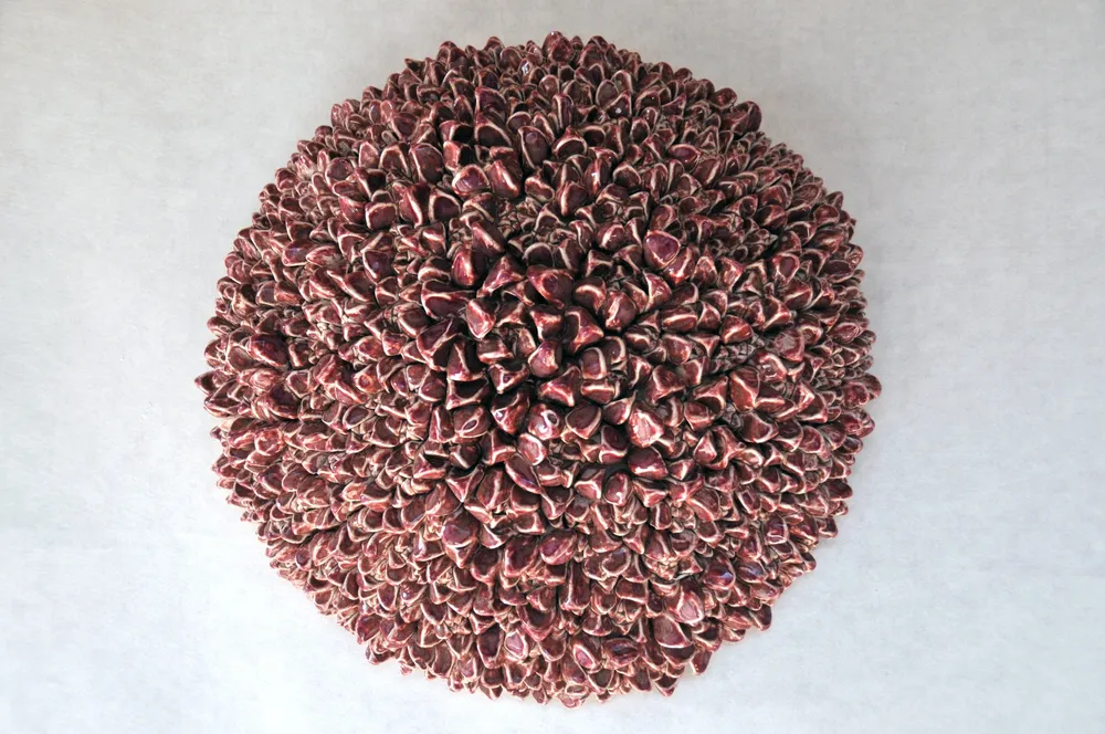A round wall cluster of small deep oxblood-glazed echeveria rosettes packed tight into a disc, on a white ground.