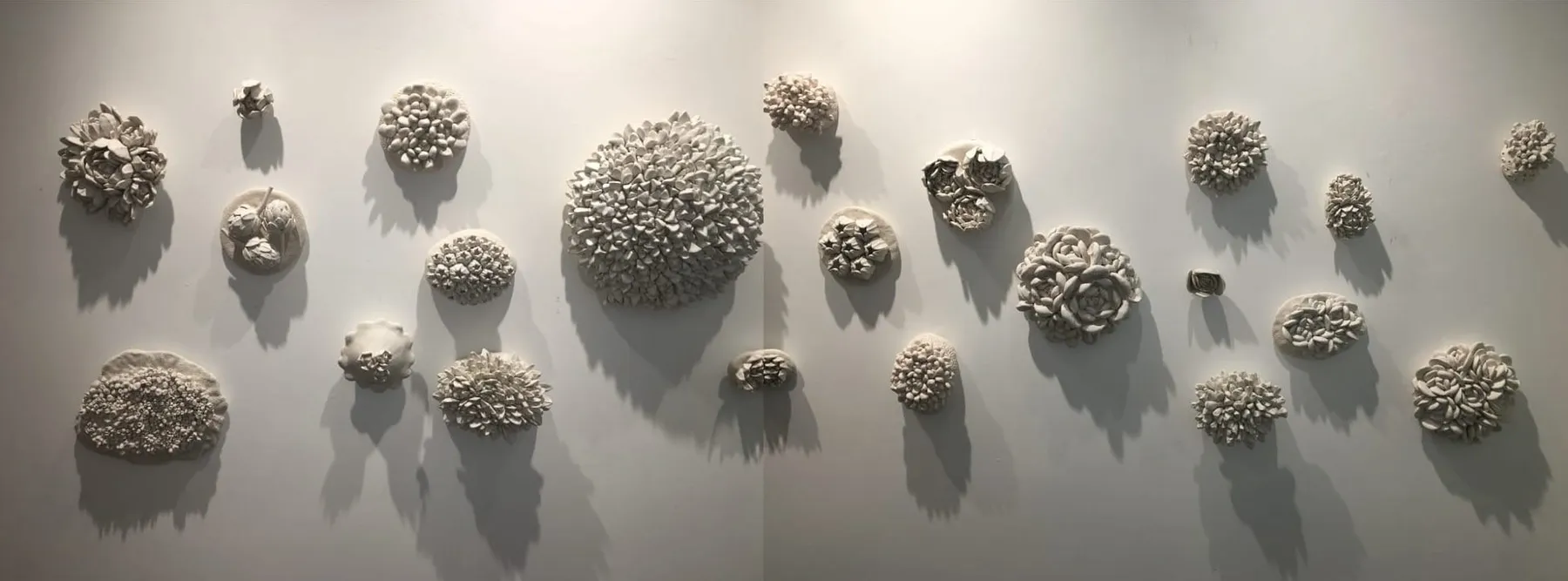 Echeveria: a wide gallery wall filled with about two dozen white porcelain clusters of coral- and succulent-like rosettes at different scales, each throwing a soft shadow.